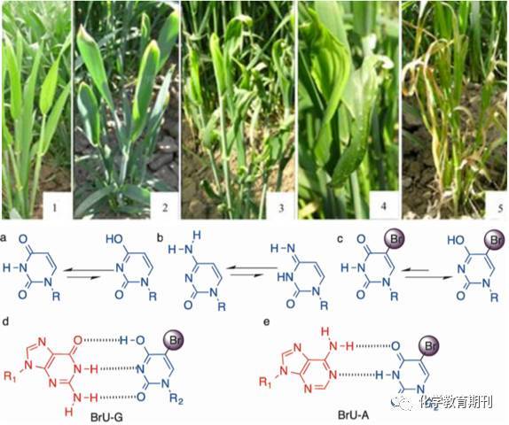 克里斯托弗·罗宾