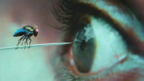 克莱拉与熊的秘密