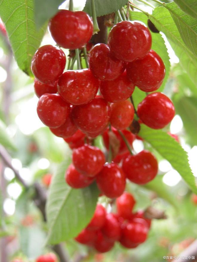 反恐特警组：火速救援