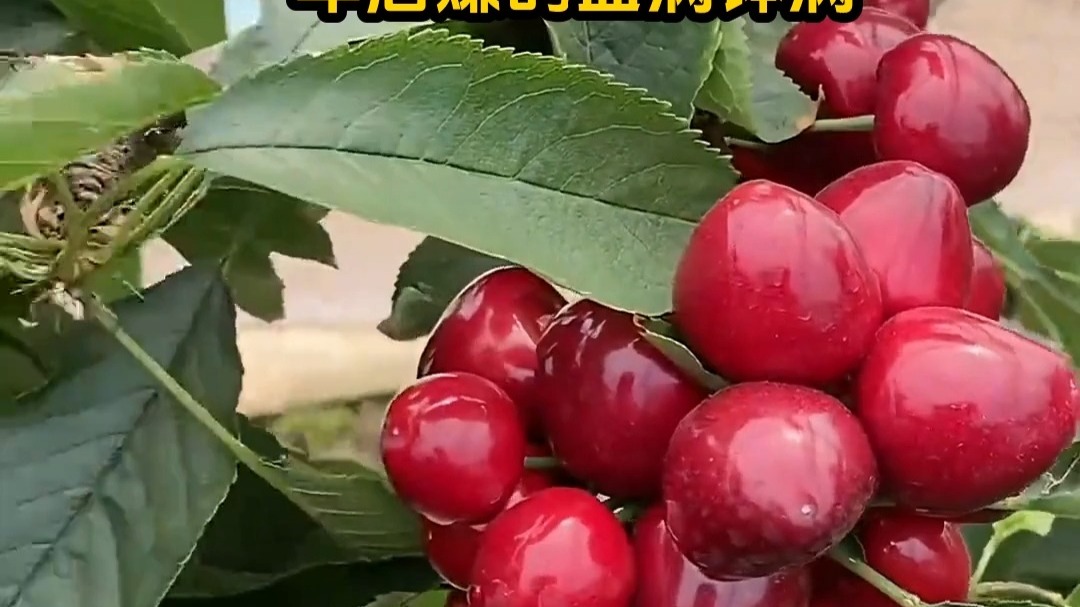 反恐特警组：火速救援