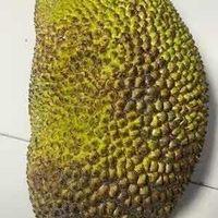 兰娅传奇（国语版）