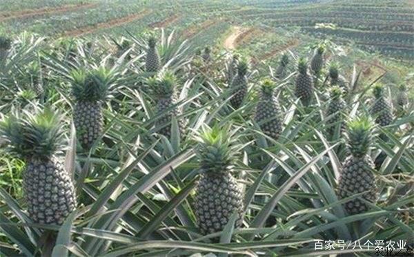 兰娅传奇（国语版）